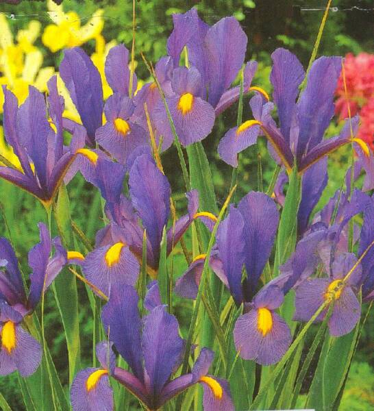dutch iris pictures