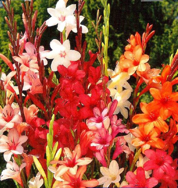 watsonia